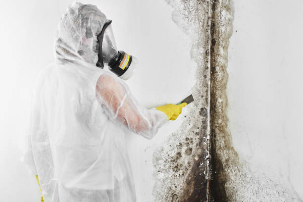 Professional Mold Removal in Beverly, NJ