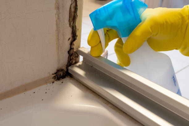 Best Toxic Mold Removal  in Beverly, NJ