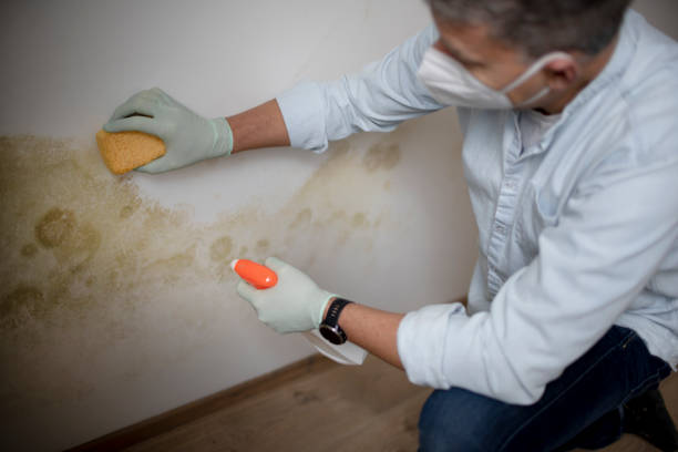 Best Mold Cleaning Services  in Beverly, NJ