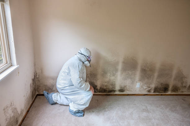 Home Mold Removal in Beverly, NJ