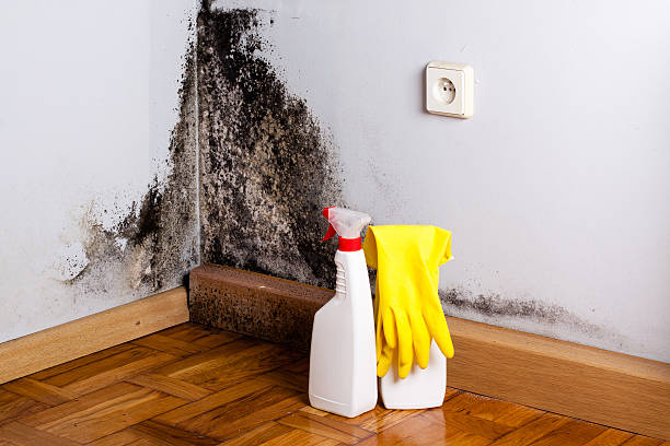 Professional Mold Removal in Beverly, NJ